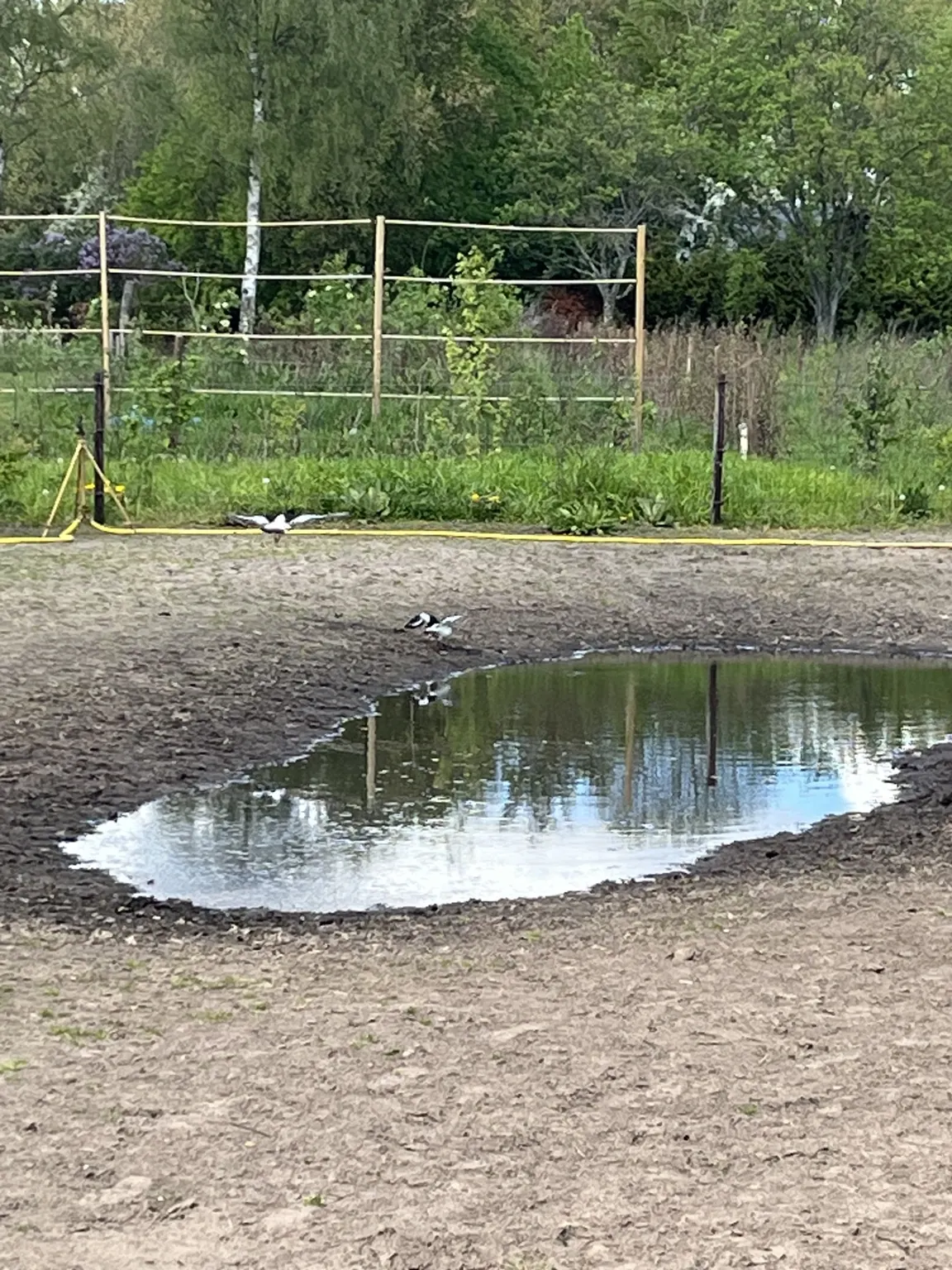 Nieuw aangelegde poel op de zuidelijke punt met badderende vogels