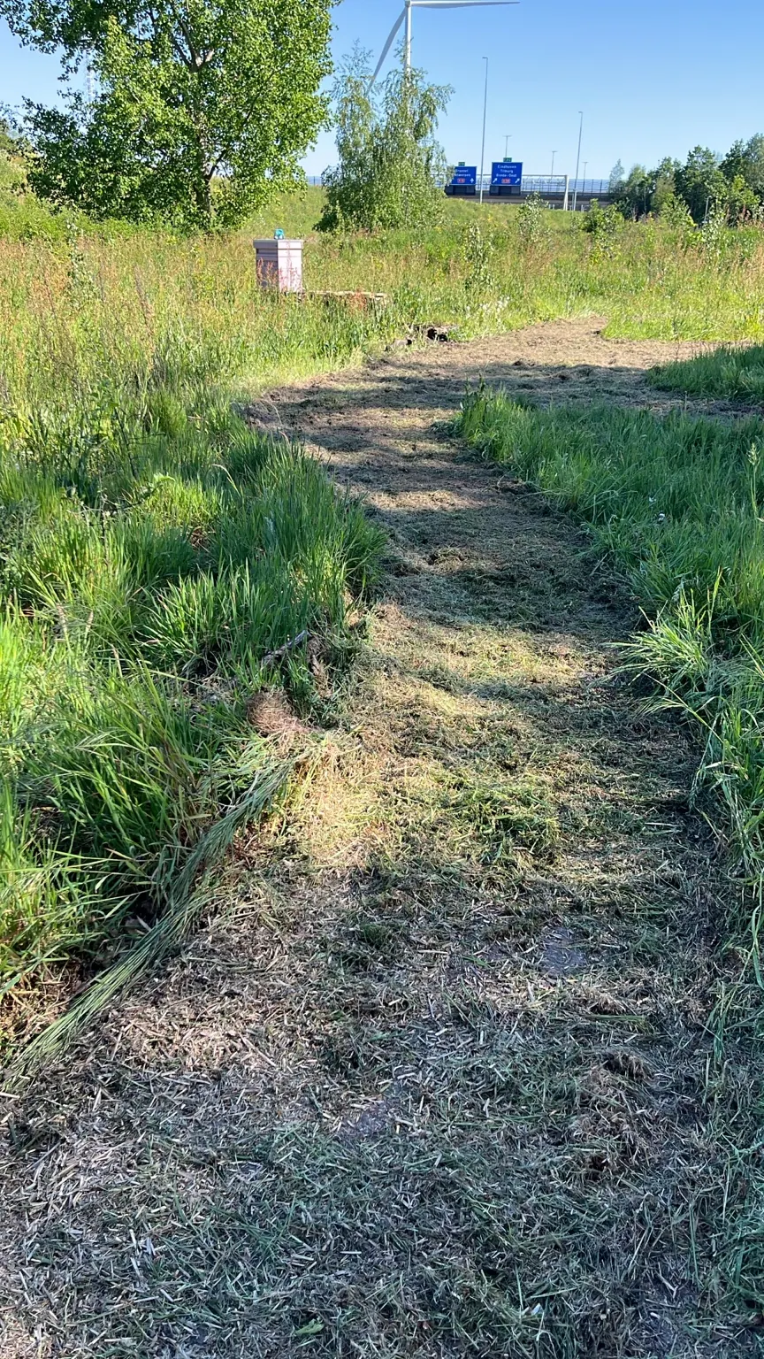 Gemaaid wandelpad tussen de jonge bomen, struiken en ruige begroeiing van de heemtuin