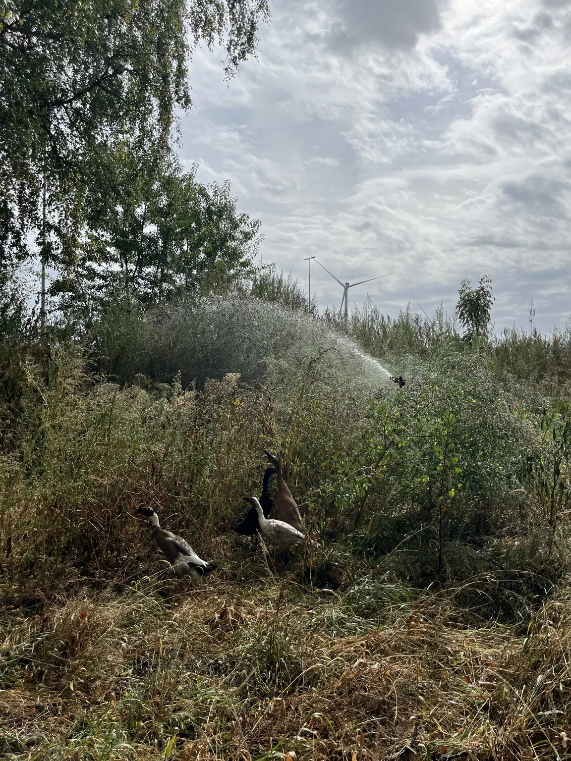 Grote sproeier geeft de jonge bomen en struiken water tijdens een droge zomer
